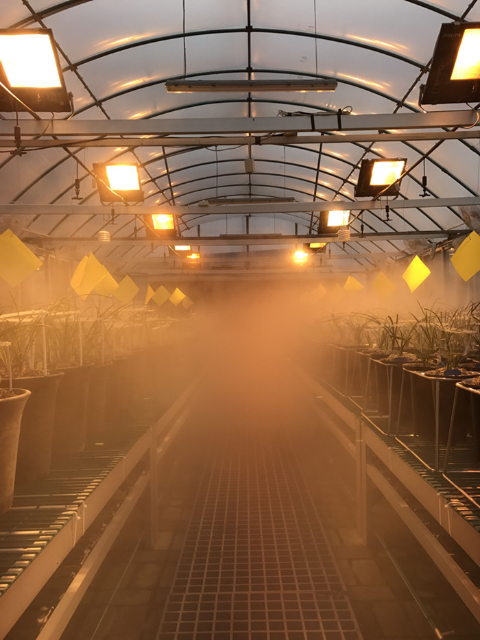西安千禾药业 —温室喷雾加湿系统